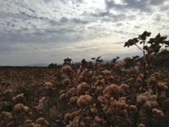 STUDIO D´ARTISAN Studio D'Artisan Fox-001 Fox Cotton Foxfibre® Coyote Relaxed Tapered Jeans