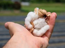 Samurai Jeans SWS-SC01 Japanese Cotton Sweatshirt Kuromane