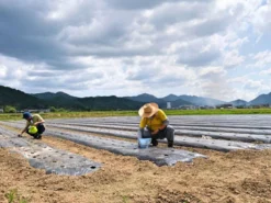 Samurai Jeans SWS-SC01 Japanese Cotton Sweatshirt Kuromane